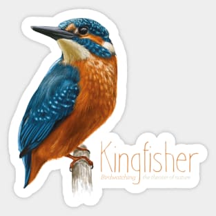 Kingfisher bird - Wildlife observation - birs illustration Sticker